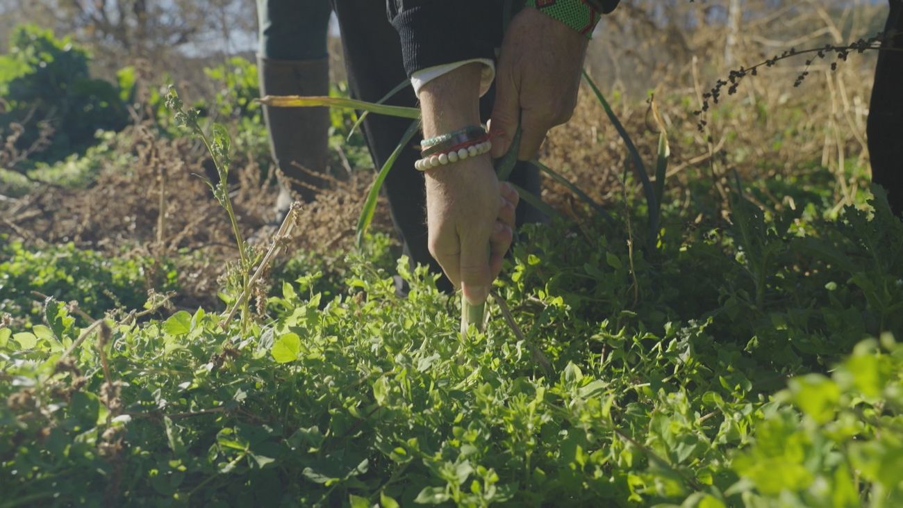 Los famosos puerros y quesos de Bustarviejo