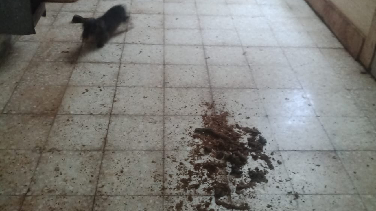 Clausurada en Alcorcón una nave que se dedicaba a la cría y venta ilegal de perros