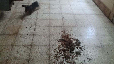 Clausurada en Alcorcón una nave que se dedicaba a la cría y venta ilegal de perros