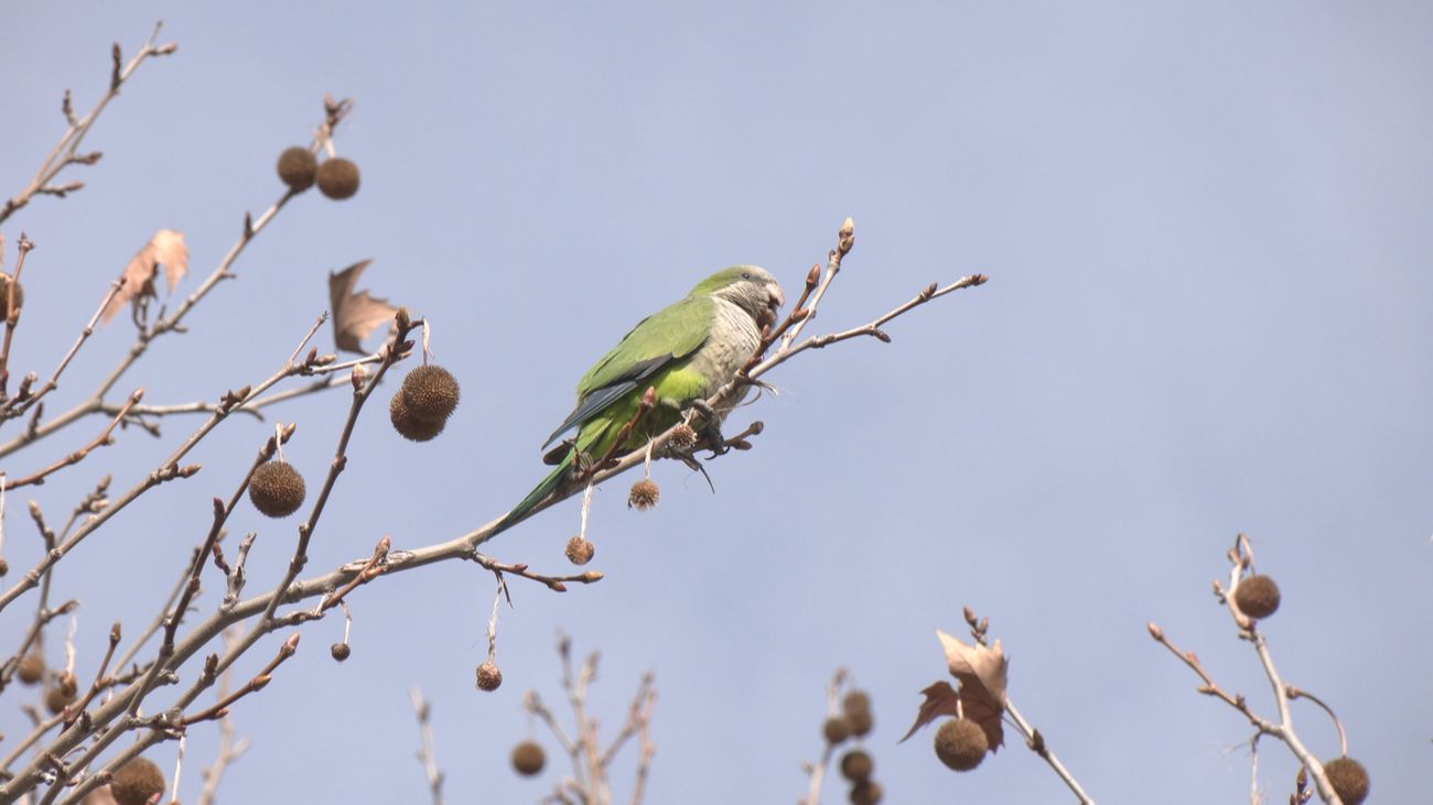 Una plaga de cotorras argentinas invade Valdemoro