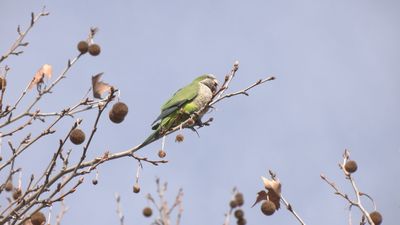 Una plaga de cotorras argentinas invade Valdemoro