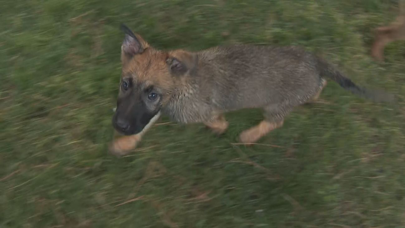 Se buscan madrileños para adoptar temporalmente un cachorro de perro, futuro agente K9 de la Guardia Civil