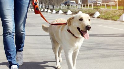 Censo obligatorio de perros en Campo Real bajo pena de multa de 500 euros