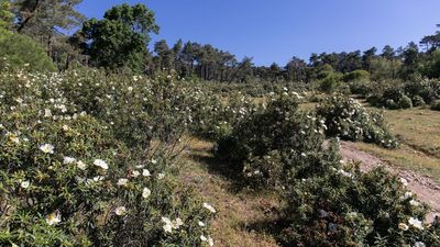 Hallan el cadáver de un hombre muerto hace meses en el monte Abantos en San Lorenzo de El Escorial