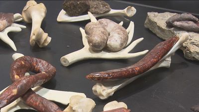 Desde el Ártico a Canarias, focas, ginebra de higos y torreznos de chocolate