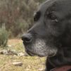 Fifi y Alma:  dos perros a los que la adopción les cambió la vida
