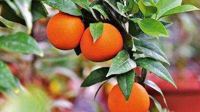 Piden investigar la abultada desviación en el precio de las naranjas