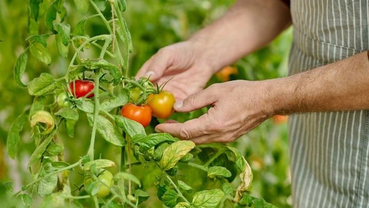 Cultivo de tomates / EUROPA PRESS