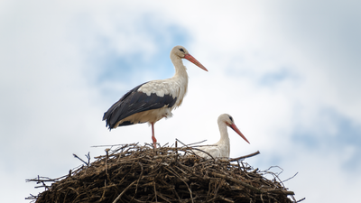 Los nidos se pueblan de cigüeñas, aunque no sea San Blas