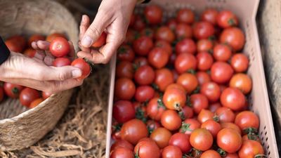 ¿Conoces los distintos tipos de tomate y cuáles son los cuidados que necesitan?