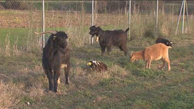 Las cabras 'bombero' de Orusco de Tajuña