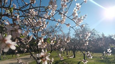 Los almendros adelantan su floración y la Quinta de los Molinos de Madrid ya viste de blanco