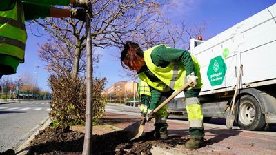 Colmenar Viejo plantará árboles en 934 alcorques vacíos y eliminará 156
