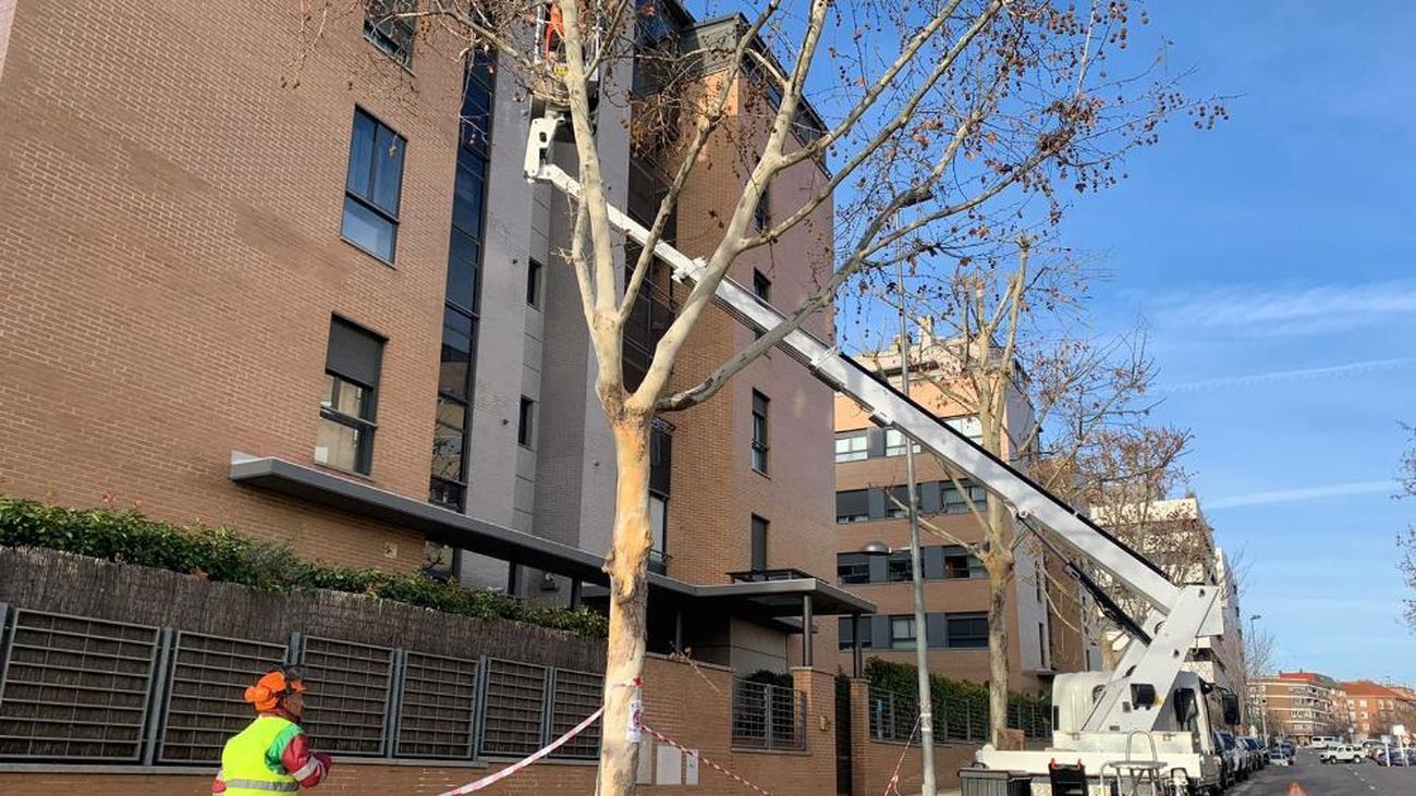 San Sebastián de los Reyes podará 5.014 árboles para limpiar las calles y evitar caídas