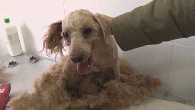 Cuatro perros abandonados y maltratados buscan nuevo dueño en San Martín de la Vega