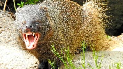 El Madrid más salvaje y natural en 108 imágenes inéditas