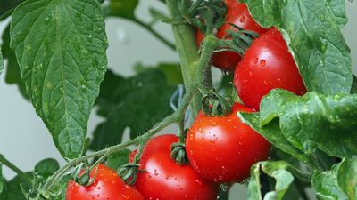 Fernando Valladares: “La propuesta de Von Der Leyen de los pesticidas no es una solución porque no va al problema"