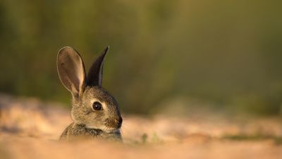 Castilla La Mancha declara la emergencia cinegética temporal en 308 municipios por daños causados por conejos