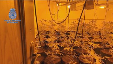 Detenido en Getafe un 'narcojardinero' con 250 plantas de marihuana en su piso