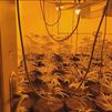 Detenido en Getafe un 'narcojardinero' con 250 plantas de marihuana en su piso