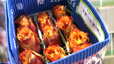 Toneladas de flores llegan desde Ecuador en un vuelo comercial para San Valentín