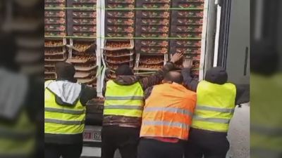 VIDEO  / "Mira de dónde son": tiran los tomates de un camión tras comprobar que son marroquíes