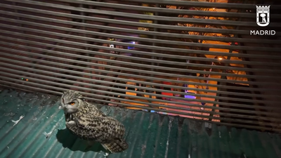 Los Bomberos rescatan a un búho real herido y atrapado en una celosía de un edificio de La Latina