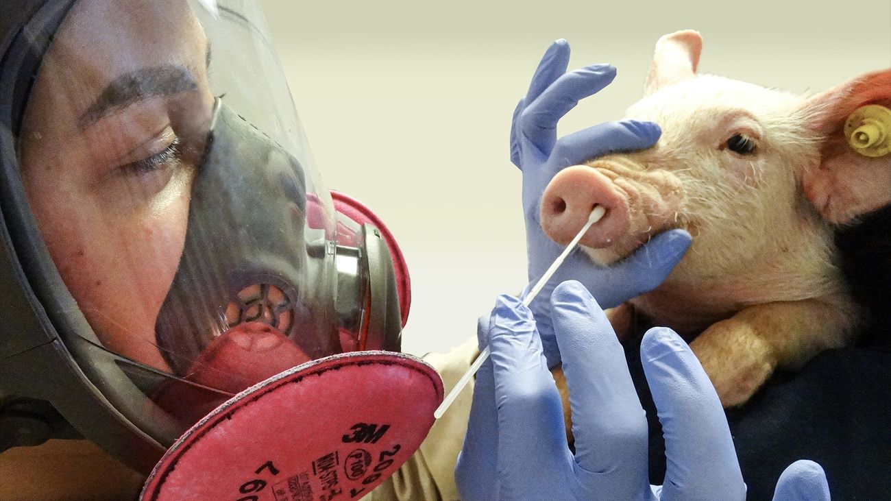 Toma de muestras para estudiar la gripe en los cerdos