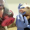 La OMS informa de un brote de gripe porcina en España