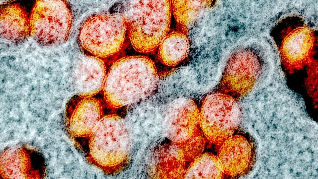 Un nuevo anticuerpo consigue bloquear todas las variantes  del SARS-CoV-2 incluida ómicron