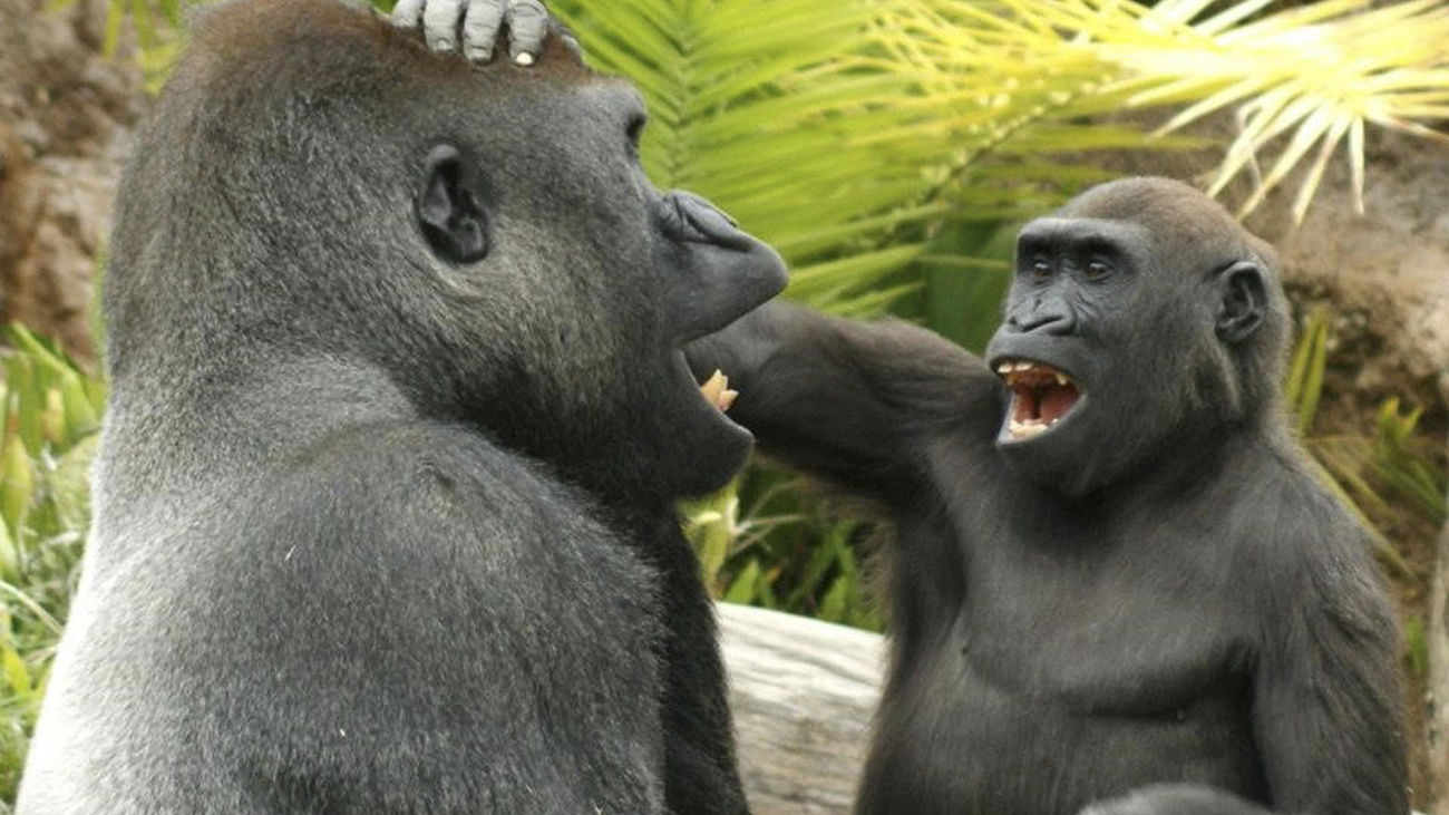 Los simios también tienen sentido del humor y se gastan bromas entre ellos