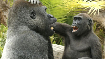 Los simios también tienen sentido del humor y se gastan bromas entre ellos