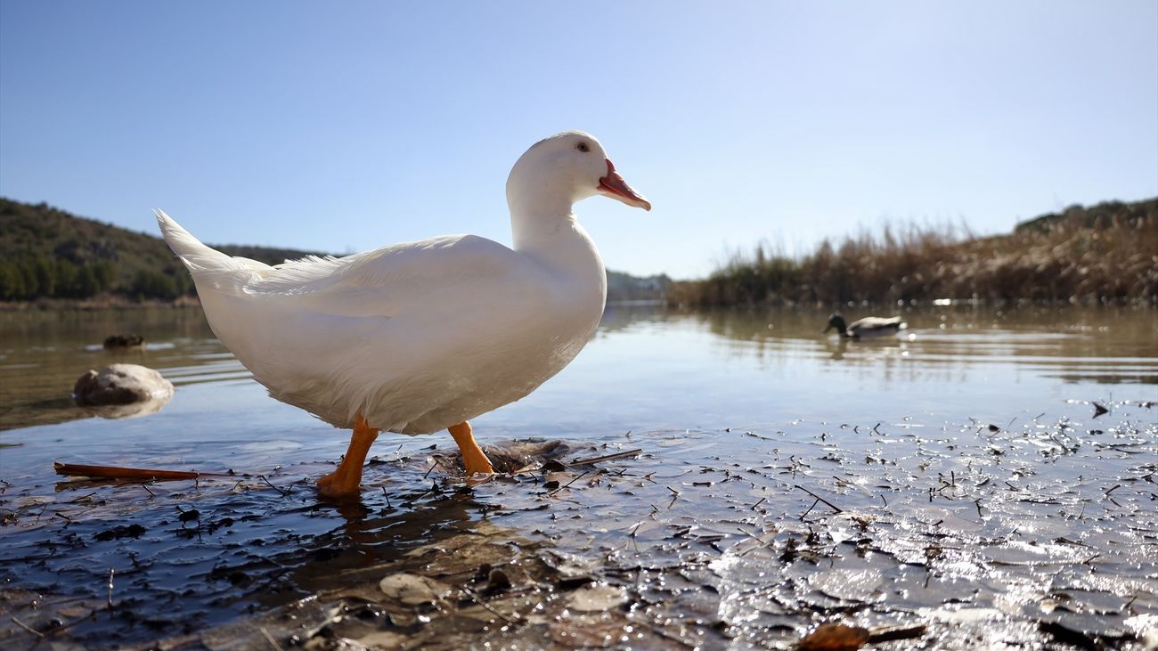 Un pato en el Parque Natural de las Lagunas de Ruidera