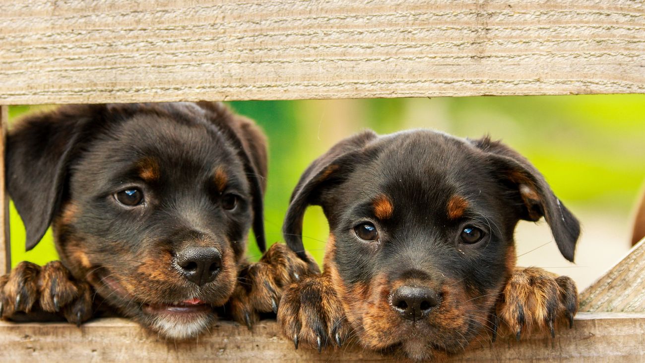 Se empieza a tramitar la obligatoriedad del curso para dueños de perros y el seguro