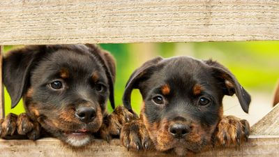 Comienza a tramitarse la obligatoriedad del curso para dueños de perros y el seguro