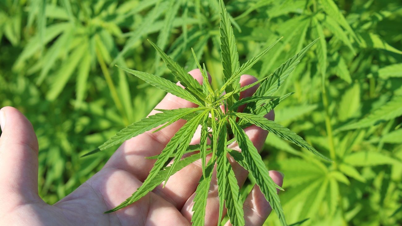 Los médicos que receten cannabis harán un seguimiento de los pacientes para detectar efectos adversos