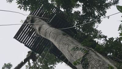 El único hotel burbuja de Costa Rica está en un árbol a 45 metros de altura