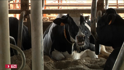 China levanta el embargo a la carne de ternera española