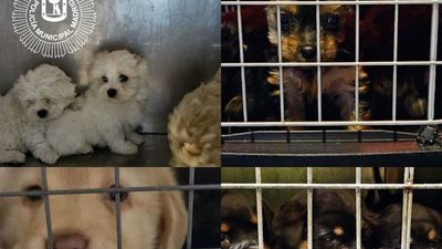 La Policía Municipal requisa 35 perros, un hurón y un gato del interior de un vehículo en un control rutinario de tráfico