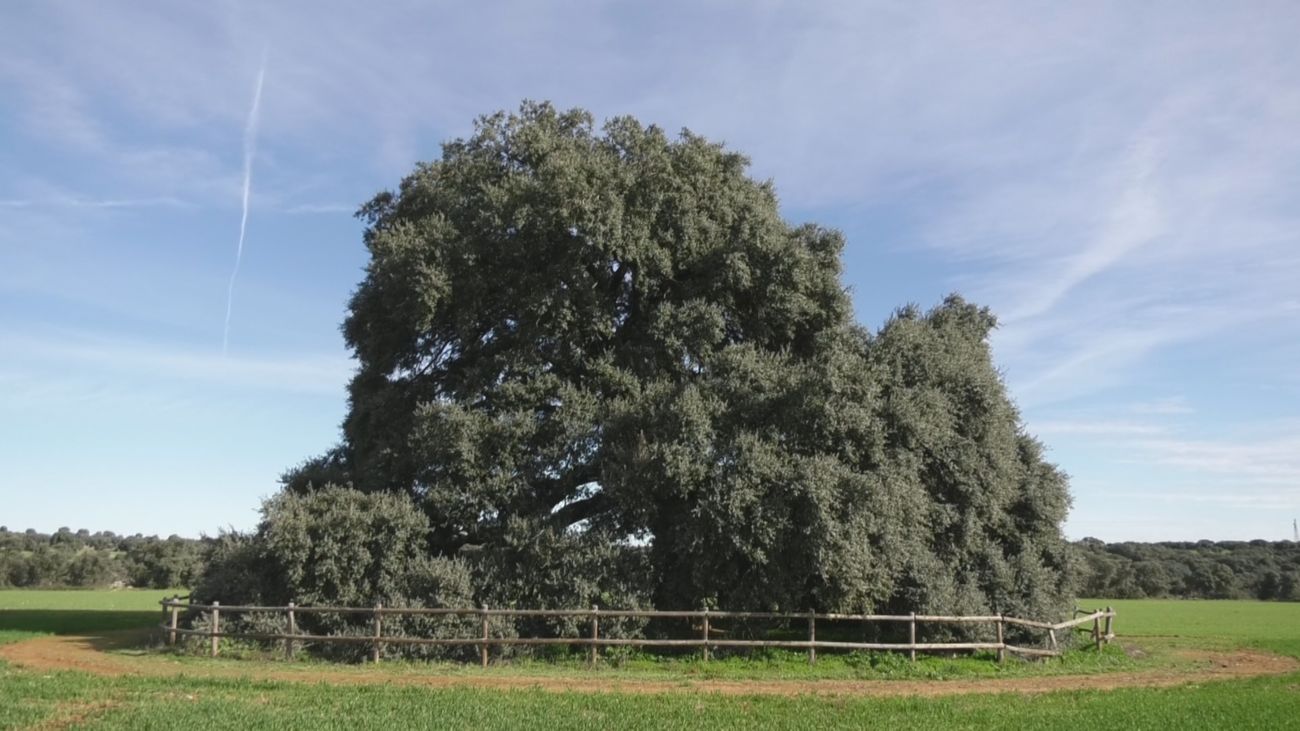 La Encina 'La Pica', un árbol singular con más de 250 años de vida