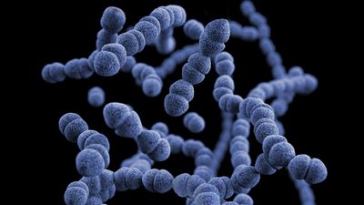 ¿Qué es la microbiota y qué función cumple dentro de nuestro organismo?