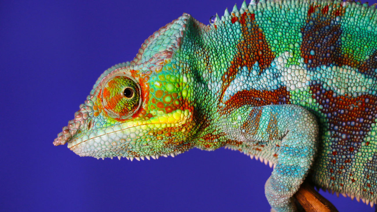 Los camaleones inspiran una nueva tecnología de impresión en 3D