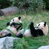 Hua Zui Ba y Bing Xing, los pandas veteranos del Zoo de Madrid, se 'jubilan' y regresan a China