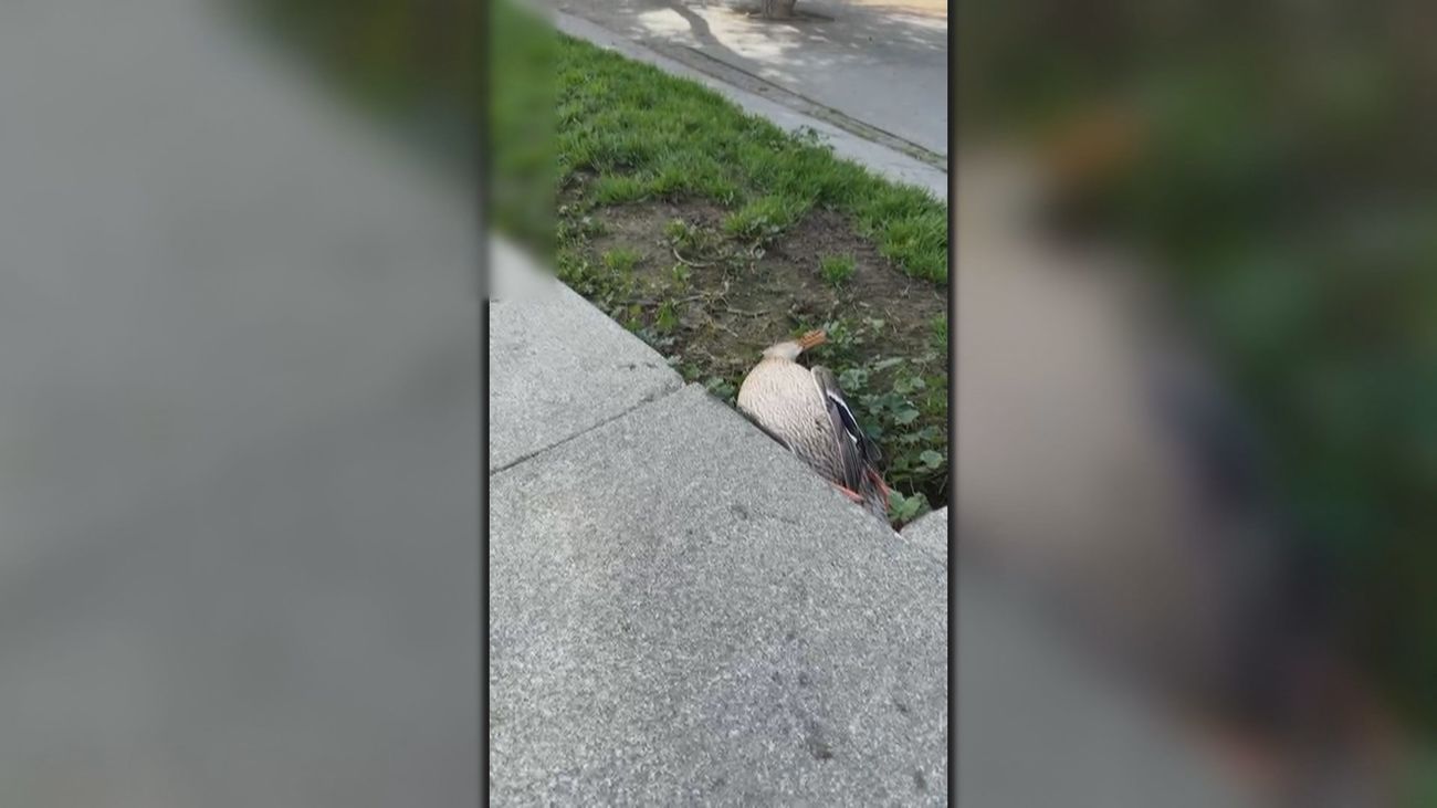 Vídeo viral de un pato muerto en Madrid Río: un espectador de Telemadrid demuestra que murió antes de la mascletá