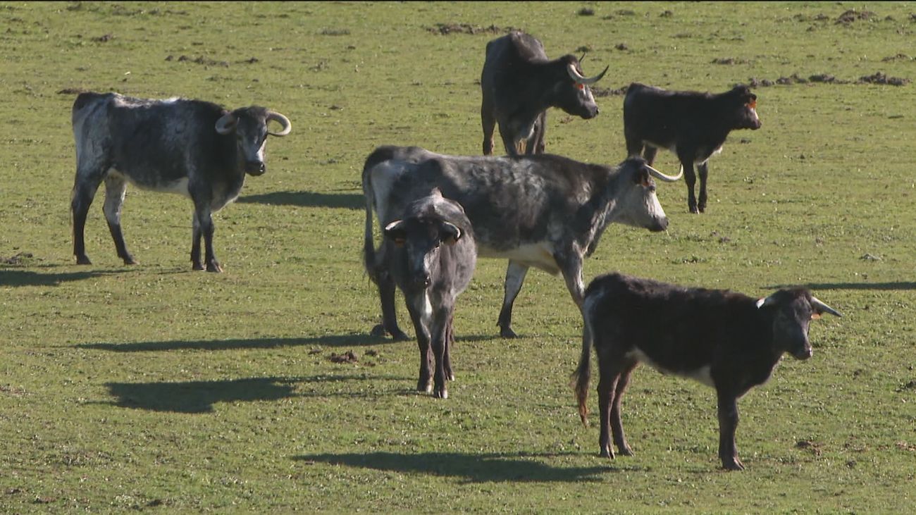 La Comunidad de Madrid programa rutas guiadas para difundir la cría de reses bravas en sus dehesas