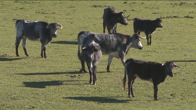 La Comunidad de Madrid programa rutas guiadas para difundir la cría de reses bravas en sus dehesas
