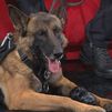 Adopta un héroe... de cuatro patas: conocemos la historia de  Claus y Enco, perros policía