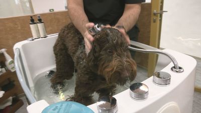 Abre el spa de perros y gatos más lujoso de todo Madrid