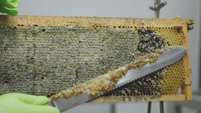 La miel de Leganés, para chuparse los dedos