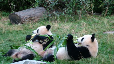 Hua Zui Ba y Bing Xing, los pandas veteranos del Zoo de Madrid, se 'jubilan' y regresan a China